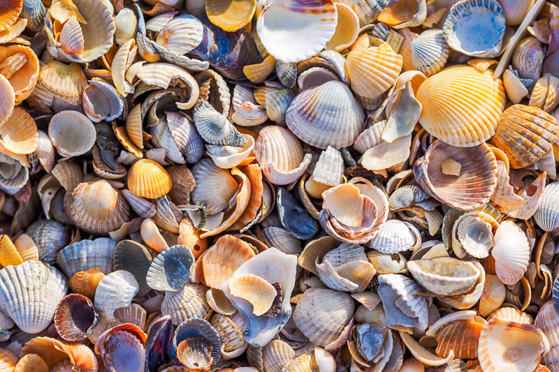Моллюски и ракушки, азовское море 